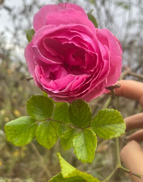 7202C936-C52B-45C6-9BBD-36645DC47BBA - Trandafiri 2022 3