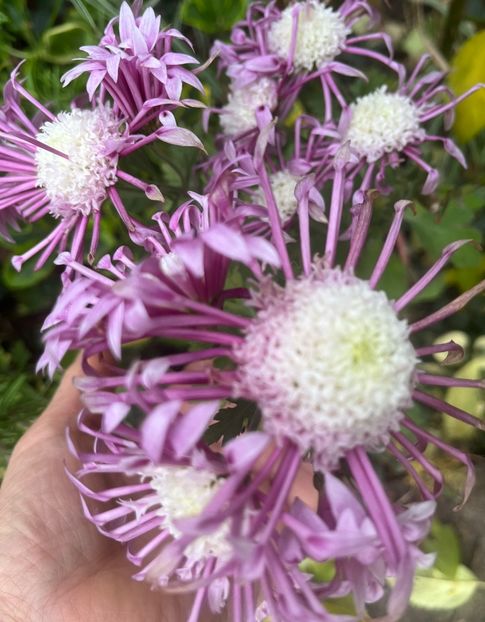 1F269956-1E48-4B8E-ACF5-CE3DC4799D4E - Crizanteme 22 23 24