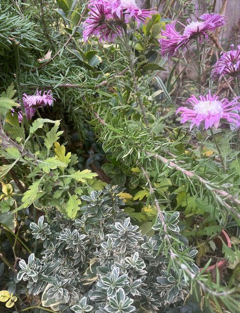 716B7A8F-A1C6-4432-BE86-3E6ED1B4B907 - Crizanteme 22 23 24