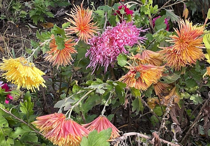 408A3263-B960-4545-89B3-CCA2F540A424 - Crizanteme 22 23 24