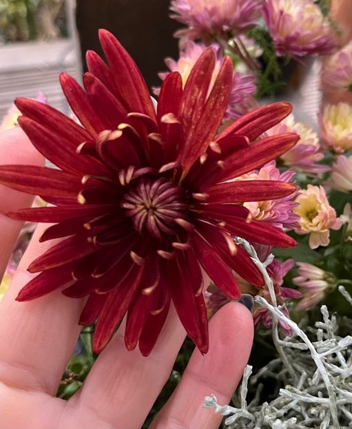 8D1331BA-5116-4C4D-A133-3FD0828EDD96 - Crizanteme 22 23 24