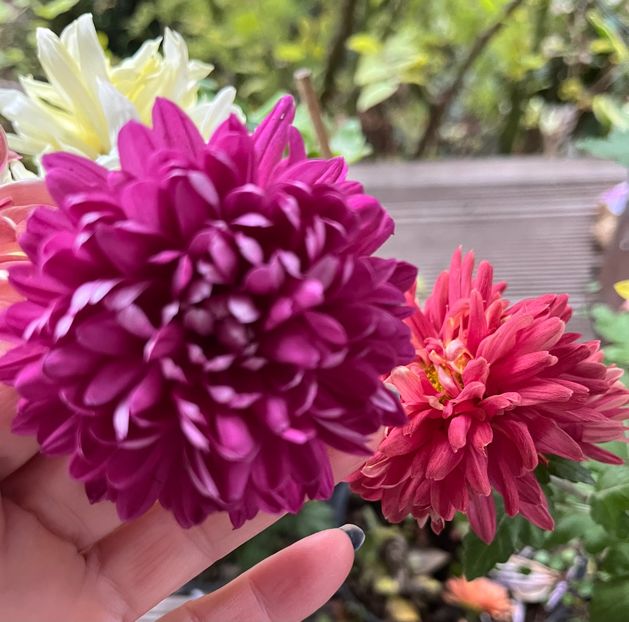 D9B1249B-EC05-4FA6-AAD5-C2CF8B39E3E8 - Crizanteme 22 23 24