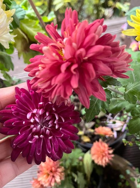 698F8719-D2A1-49E5-BE55-E1BD90AE3C70 - Crizanteme 22 23 24