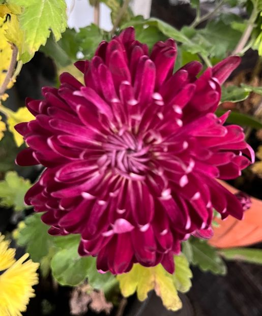 65224EDA-624E-4715-9E32-496EABA88E27 - Crizanteme 22 23 24