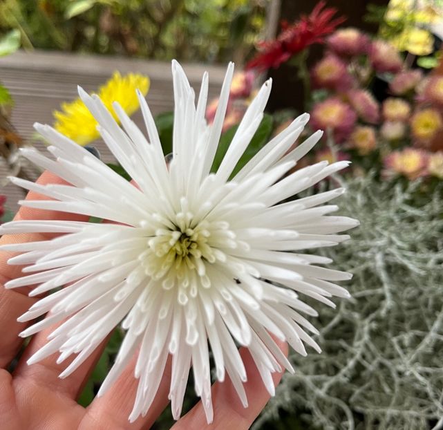 CDD30201-B8B8-4DF3-A37E-8B90EB4F596C - Crizanteme 22 23 24