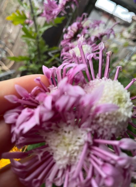 C1AD48C4-B509-428B-B9E8-E8DC9FC198FF - Crizanteme 22 23 24