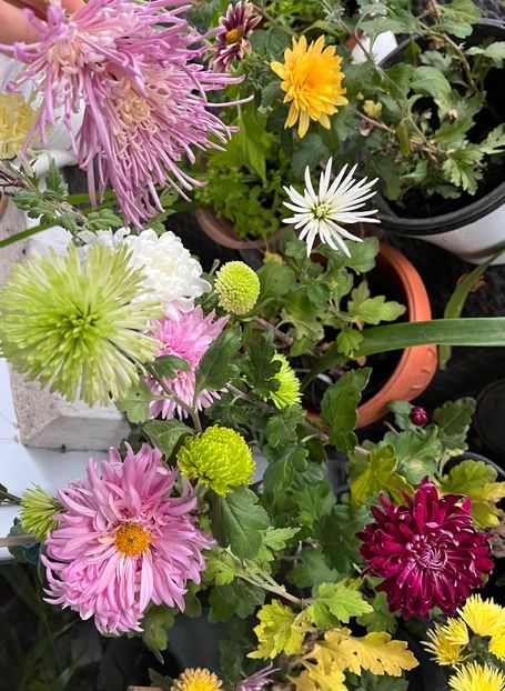 27FE30F4-7AD3-4094-AD2C-531F2455F6BA - Crizanteme 22 23 24