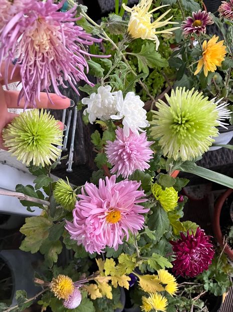 BC00F905-70D0-4AEE-81FD-94CFC8F6B4D9 - Crizanteme 22 23 24