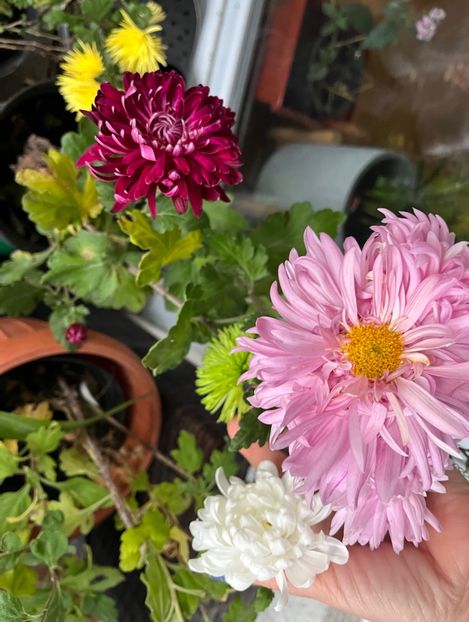 32B42E25-2326-4AA9-A1A9-5D1684F4B320 - Crizanteme 22 23 24