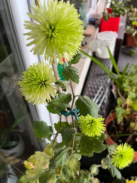 BCE39CE2-E0C5-4577-99B4-D4BC90AD73FF - Crizanteme 22 23 24