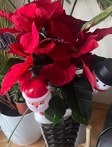 4F12302D-1986-41B6-B7BC-CB5976F27BAF - Aranjamente licheni și flori