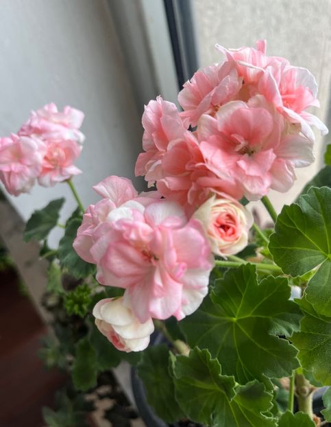 AA3229C6-B2CA-4F8F-9703-5D69BF2C61D9 - Muscate