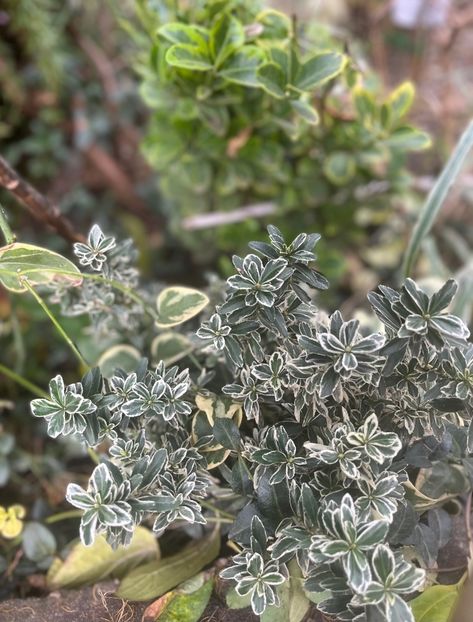 5880A057-5F85-493B-AACF-171E1175A6A9 - Arbuști 2021-2023