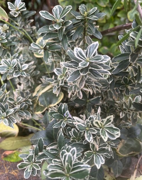 AA113AB3-8F83-4BDC-A483-45413E72F901 - Arbuști 2021-2023