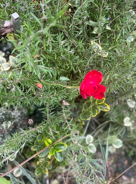 43207C7A-6760-4F3A-AADD-893A82676FD7 - Arbuști 2021-2023