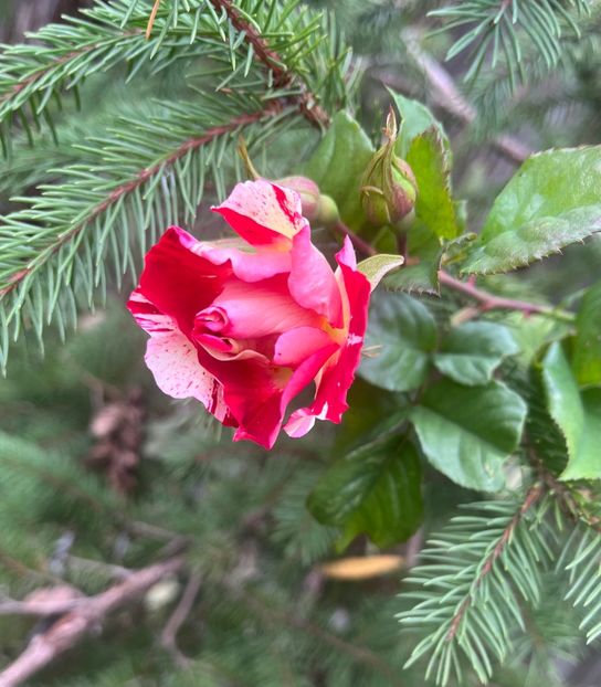 471801F4-0DF4-472E-A429-551CDCCDD08B - Arbuști 2021-2023