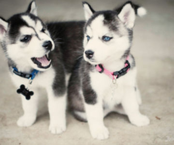 83383357_OMTQXMZ3 - lumina sau întuneric