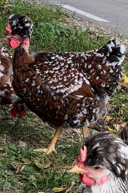 D5BB3798-33B3-4C4F-A1C6-707E3CA43762 - 2023 - Cocosi si gaini- Familia 1 - Portelan