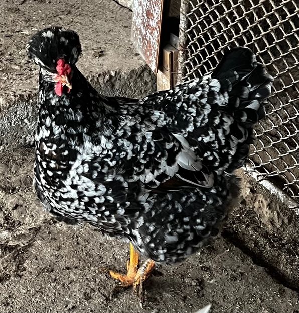 936F470E-B998-41F9-A731-22C7FCE11616 - 2023 - Cocosi si gaini- Familia 2 - Albastre si bobate