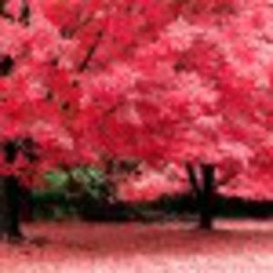 98700442_FMCEDEV - lumina sau întuneric