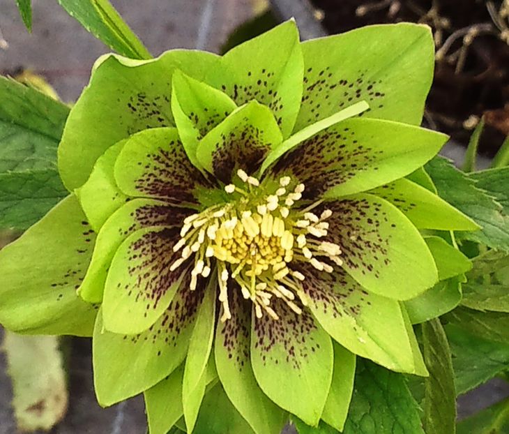 HELLEBORUS DOUBLE GREEN SPOTTED  92,00 lei - HELLEBORUS de vanzare -2024