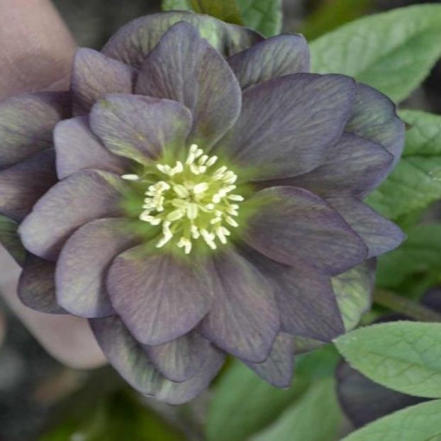 HELLEBORUS ORIENTALIS ‘MAGIC DOUBLE SLATY BLUE’-LIVRAREA DIN FEBRUARIE 2023 92,00 LEI - HELLEBORUS de vanzare -2024