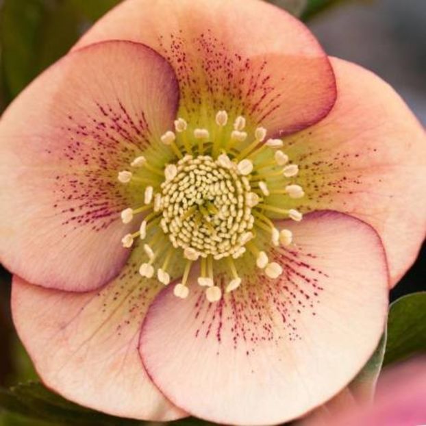 HELLEBORUS ORIENTALIS PEACH SPOTTED -LIVRAREA DIN FEBRUARIE 2023 78,00 LEI - HELLEBORUS de vanzare -2025