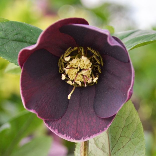 HELLEBORUS ORIENTALIS ‘MAGIC AUBERGINE’ -LIVRAREA DIN FEBRUARIE 2023 78,00 LEI - HELLEBORUS de vanzare -2024