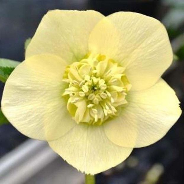 HELLEBORUS ANEMONA YELOW-JAUNE -LIVRAREA DIN FEBRUARIE 2023 83,00 LEI - HELLEBORUS de vanzare -2025