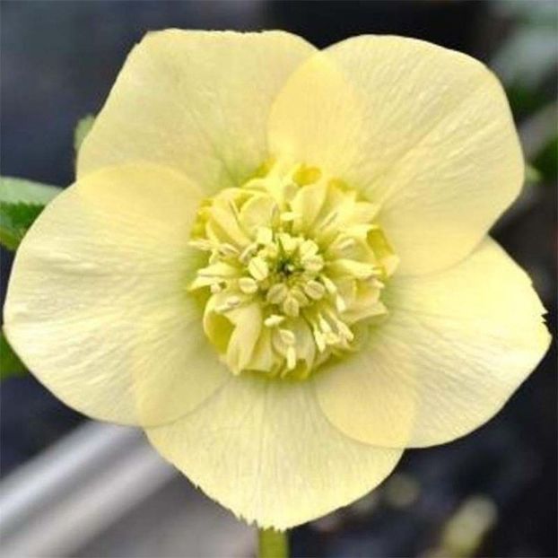 HELLEBORUS ANEMONA YELOW-JAUNE -LIVRAREA DIN FEBRUARIE 2023 83,00 LEI - HELLEBORUS de vanzare -2024