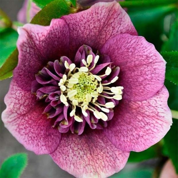 HELLEBORUS ANEMONA RED -LIVRAREA DIN FEBRUARIE 2023 83,00 LEI - HELLEBORUS de vanzare -2024