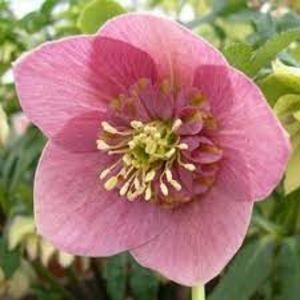 HELLEBORUS ANEMONA PINK -LIVRAREA DIN FEBRUARIE 2023 83,00 LEI - HELLEBORUS de vanzare -2025