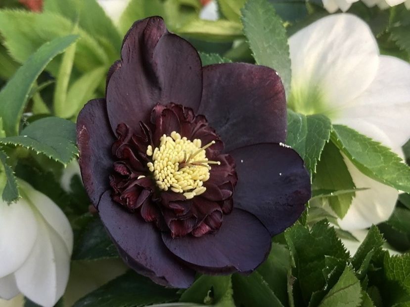 HELLEBORUS ANEMONA BLACK -LIVRAREA DIN FEBRUARIE 2023 83,00 LEI - HELLEBORUS de vanzare -2025