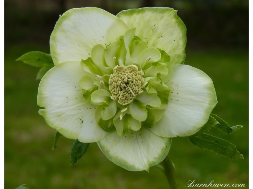 HELLEBORUS ANEMONA GREEN-LIVRAREA DIN FEBRUARIE 2023 83,00 LEI - HELLEBORUS de vanzare -2025