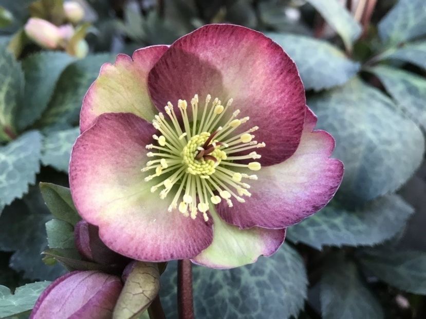 HELLEBORUS DANA’S DULCET-DISPONIBIL DIN MARTIE 2023 67,00 LEI - HELLEBORUS de vanzare -2024