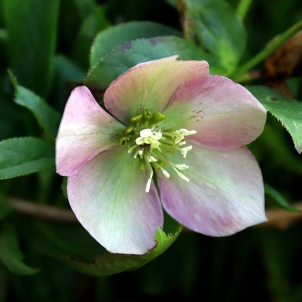 HELLEBORUS GLENDA S GLOSS FROSTKISS -DISPONIBIL DIN MARTIE 2023 67,00 LEI - HELLEBORUS de vanzare -2024