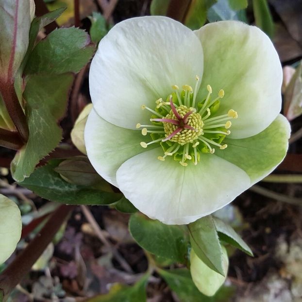 HELLEBORUS MOLLY S WHITE FROSTKISS - HELLEBORUS de vanzare -2024