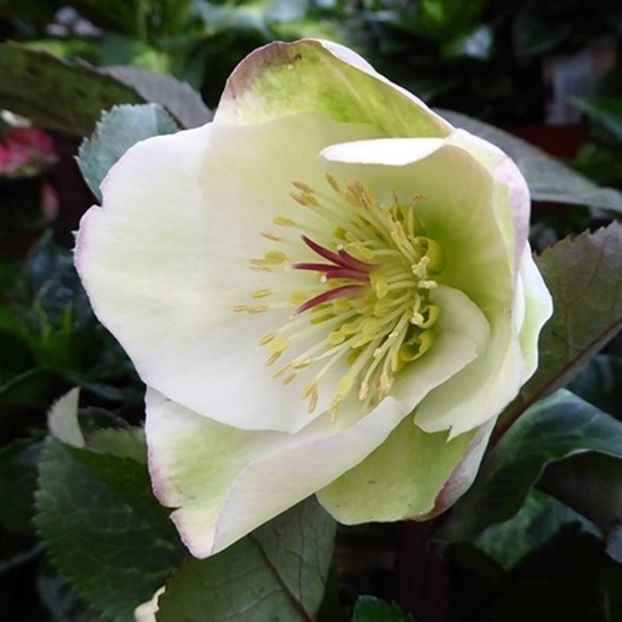 HELLEBORUS FROSTKISS MOONDANCE - HELLEBORUS de vanzare -2024