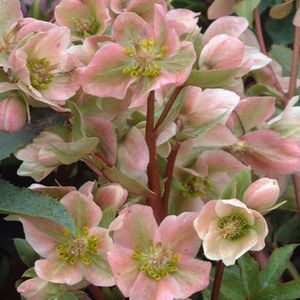 HELLEBORUS PINK BEAUTY - HELLEBORUS de vanzare -2024