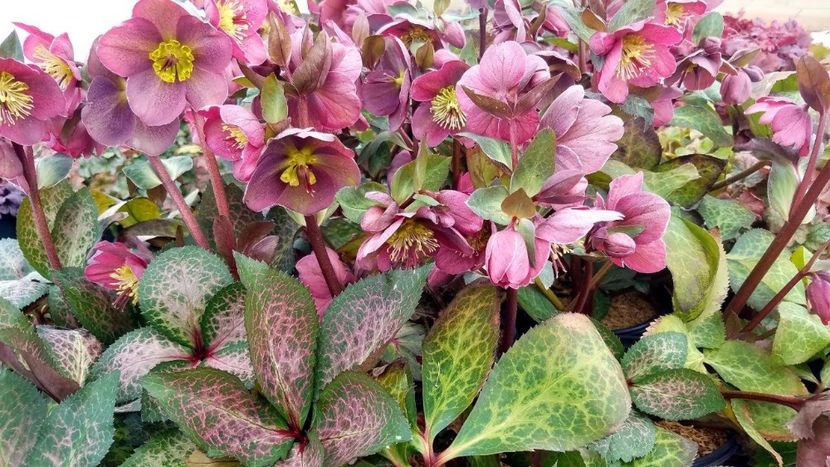 HELLEBORUS FROSTKISS PIPPA S PURPLE. - HELLEBORUS de vanzare -2025