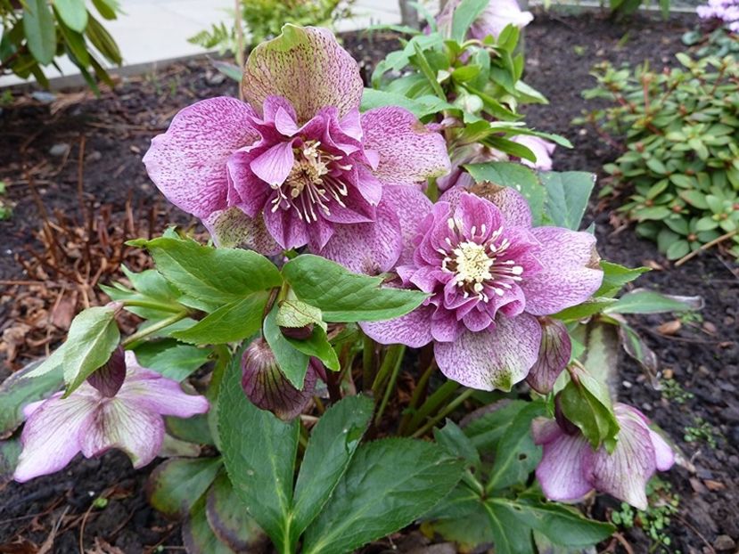 HELLEBORUS TUTU - HELLEBORUS de vanzare -2025