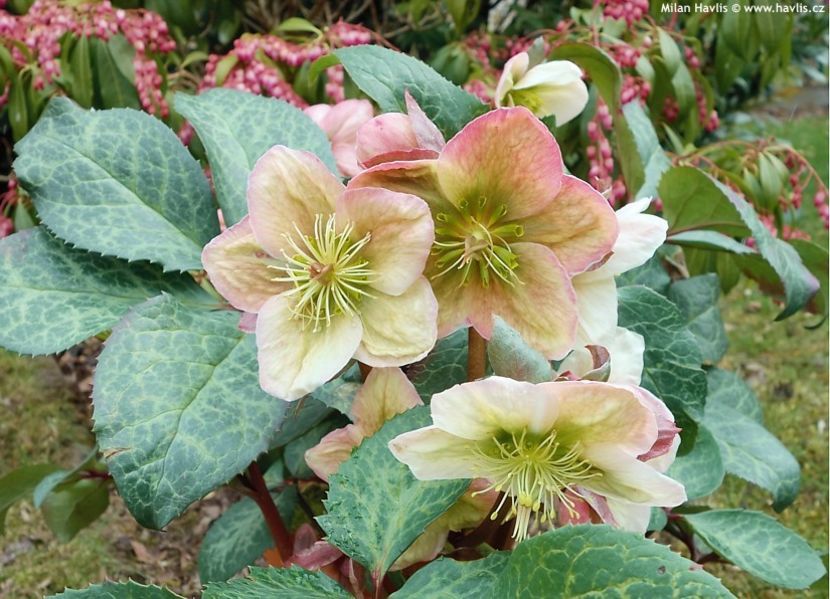 HELLEBORUS WINTER MOONBEAM - HELLEBORUS de vanzare -2025