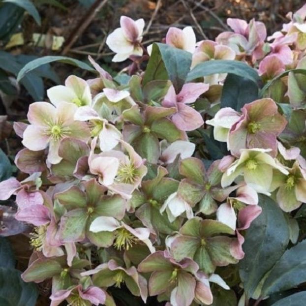 HELLEBORUS WINTER SUNSHINE8 - HELLEBORUS de vanzare -2025