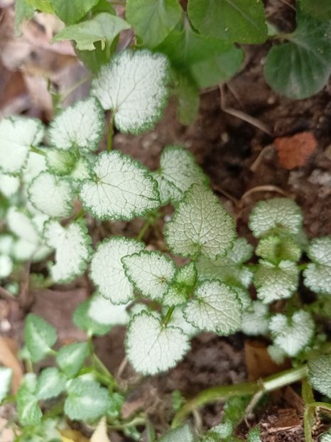 Lamium maculatum Red Nancy - Grădina 2022 continuare 5