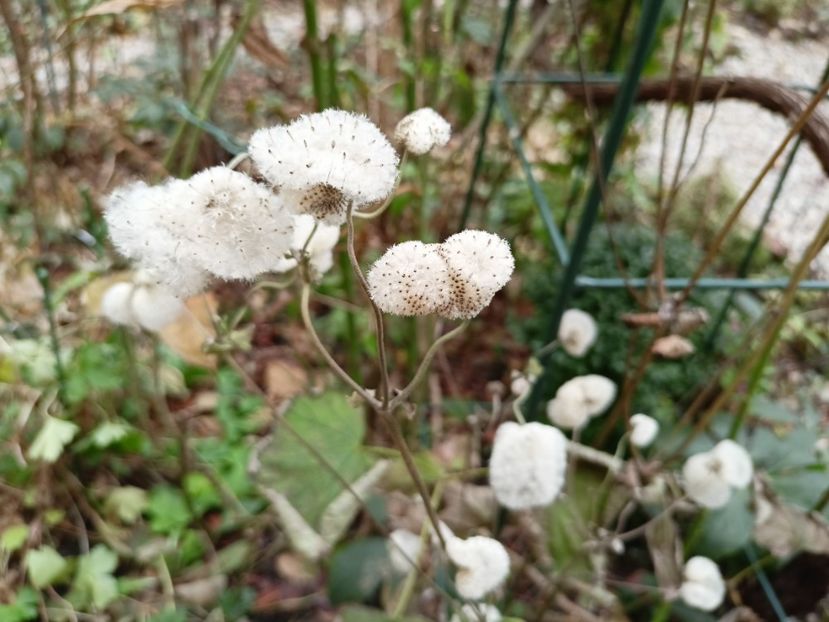  - Grădina 2022 continuare 5