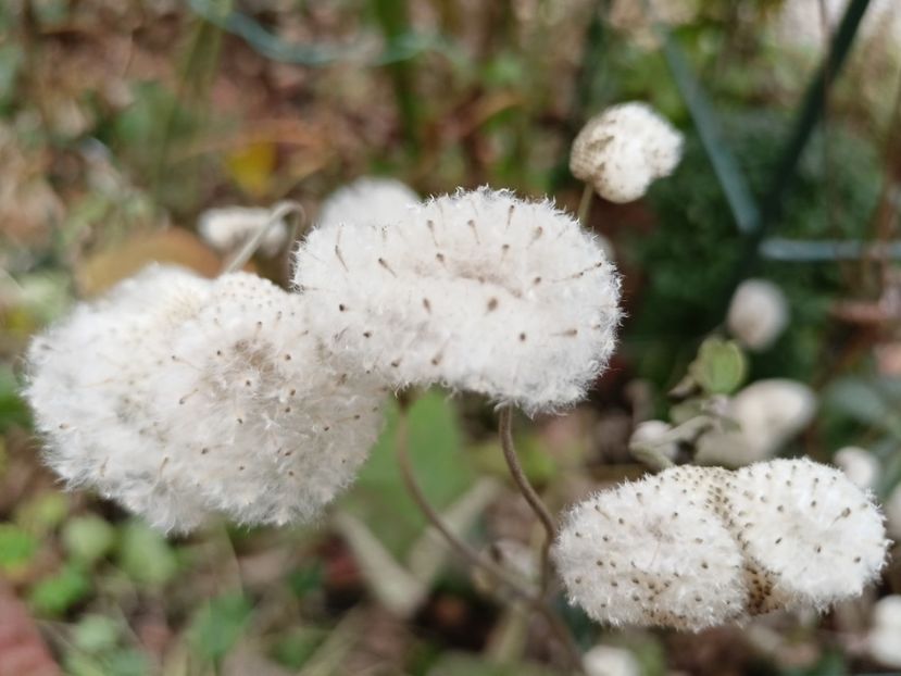  - Grădina 2022 continuare 5