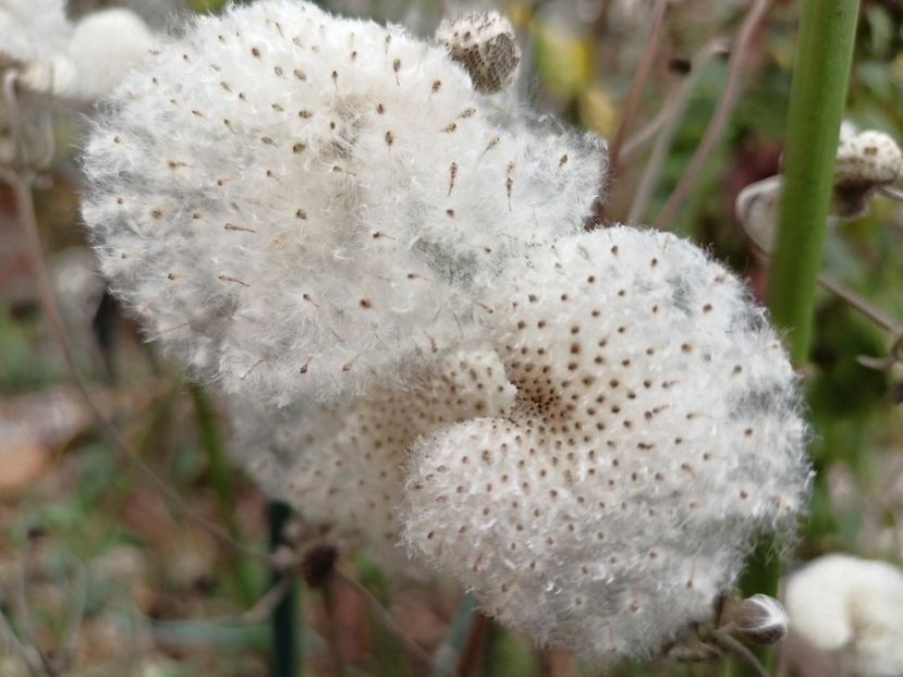  - Grădina 2022 continuare 5