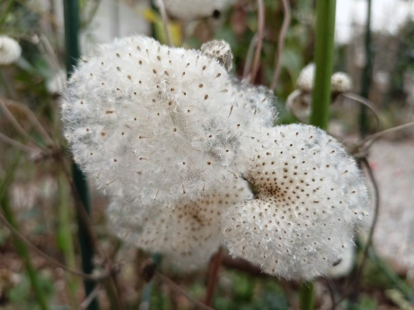  - Grădina 2022 continuare 5