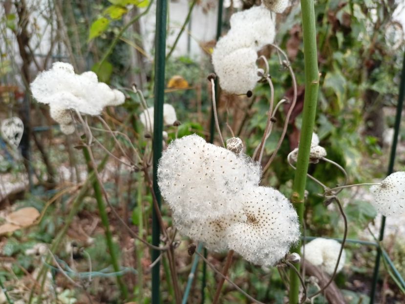  - Grădina 2022 continuare 5