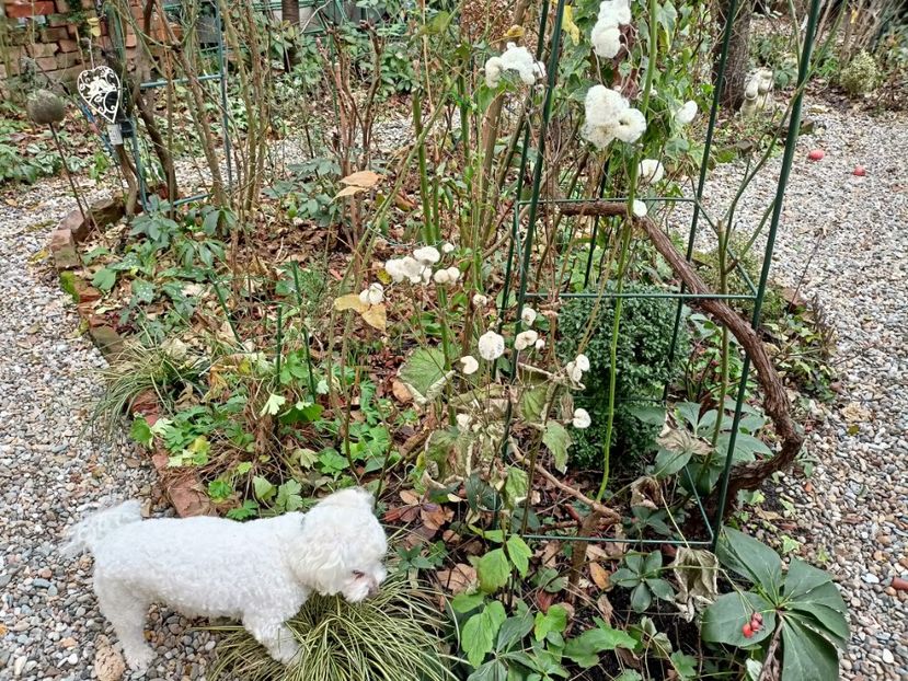  - Grădina 2022 continuare 5